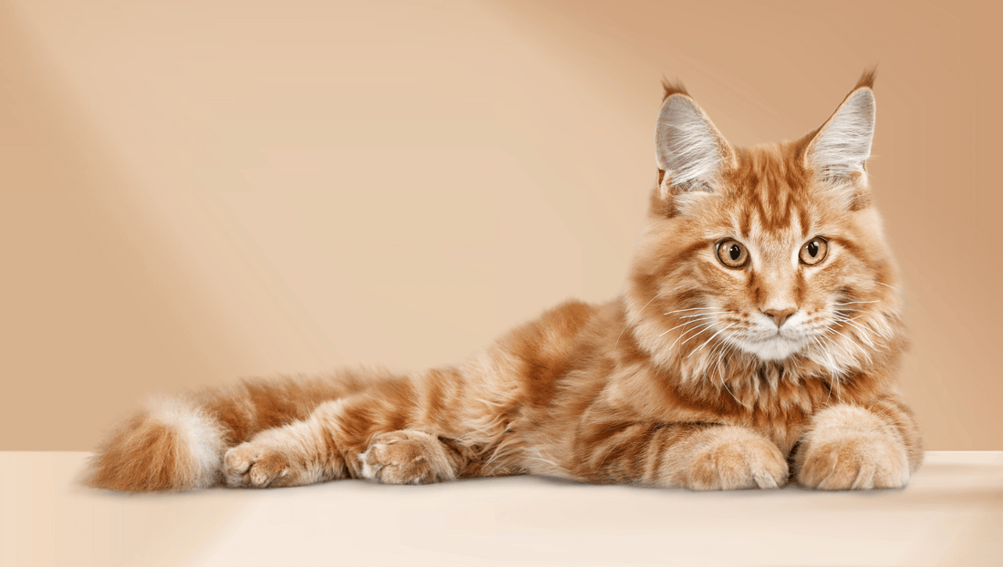 Orange cats playing and behaving playfully, as seen on TikTok