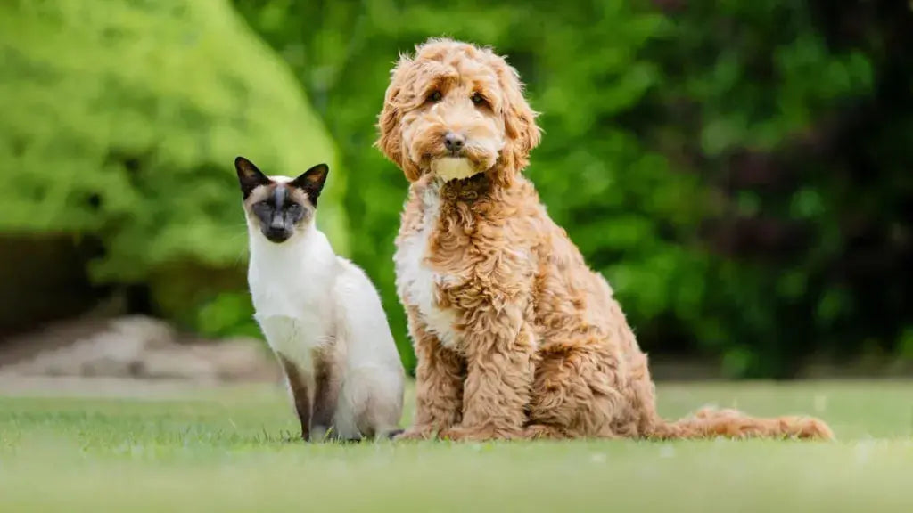 Frank the Siamese cat interacting with a trainee hearing dog to assess compatibility with cat owners