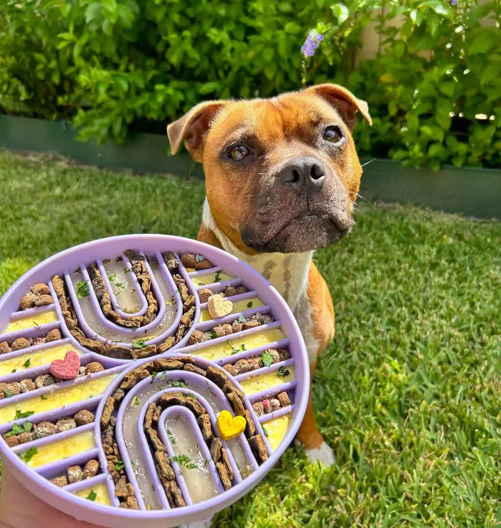 Silicone Slow Feeder Bowl for Dogs designed to improve digestion and reduce bloating