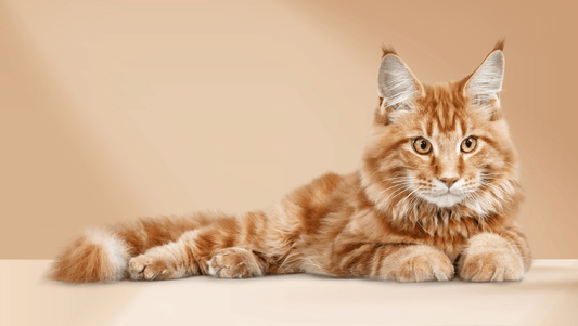 Orange cats playing and behaving playfully, as seen on TikTok