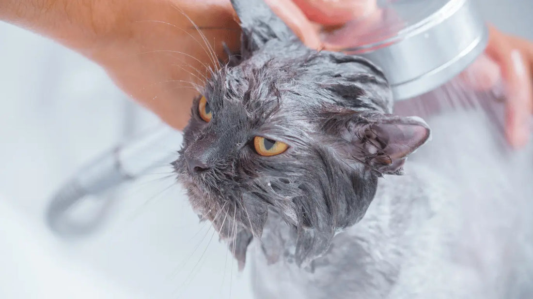 Domestic cat avoiding water in a bathtub